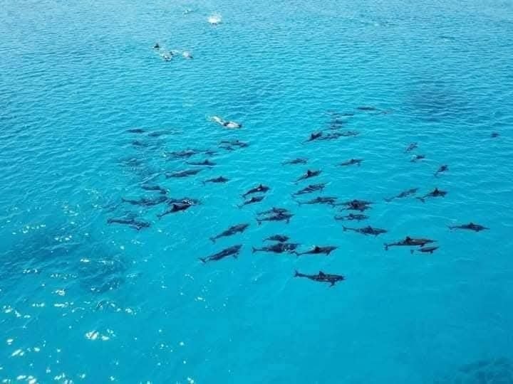 Nile Cruise vs. Red Sea in Egypt: Which Luxury Experience is Right for You? (2026 Guide)